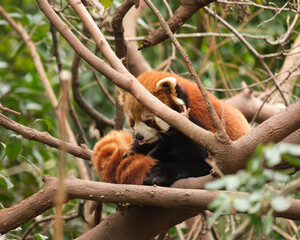 Fototapeta premium Red panda resting on tree branches in a natural habitat