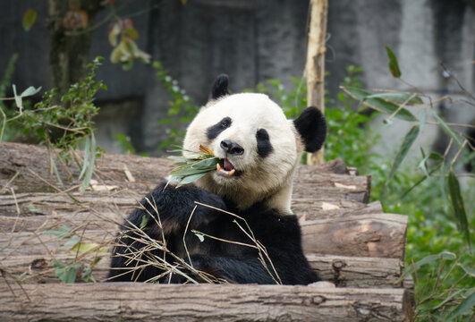 Giant panda eating bamboo at a wildlife conservation center