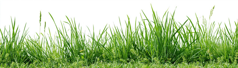 Fototapeta premium Green grass blades on transparent background, fresh nature lawn