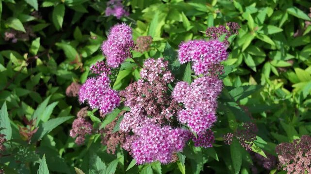 Pink spiraea japonica pink plants flowers