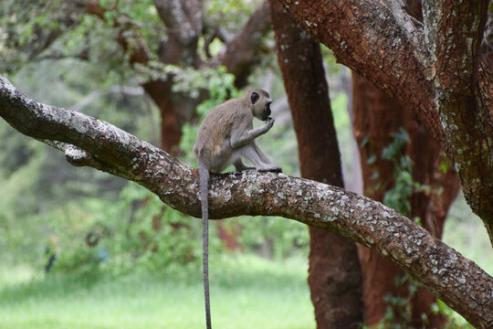 A vervet monkey with a very long tail sits on a tree branch in a nature reserve in Africa.,