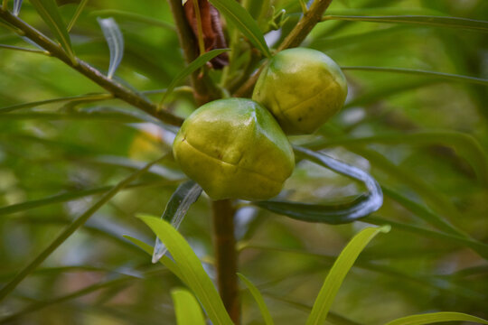 Green fruit of the Yellow Oleander, Cascabela thevetia.