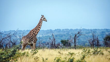 Giraffe walking in savannah scenery in Greater Kruger National park, South Africa   Specie Giraffa camelopardalis family of Giraffidae © PACO COMO