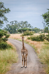 Giraffe standing front view on safari gravel road in Greater Kruger National park, South Africa   Specie Giraffa camelopardalis family of Giraffidae © PACO COMO