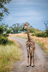 Giraffe standing front view on safari gravel road in Greater Kruger National park, South Africa   Specie Giraffa camelopardalis family of Giraffidae © PACO COMO