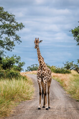 Giraffe standing front view on safari gravel road in Greater Kruger National park, South Africa   Specie Giraffa camelopardalis family of Giraffidae © PACO COMO