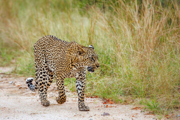 Naklejka premium Leopard walking front view on gravel safari road in Greater Kruger National park, South Africa ; Specie Panthera pardus family of Felidae