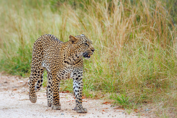 Naklejka premium Leopard walking front view on gravel safari road in Greater Kruger National park, South Africa ; Specie Panthera pardus family of Felidae