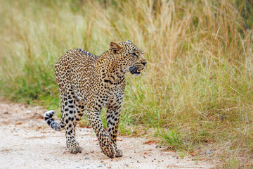 Naklejka premium Leopard walking front view on gravel safari road in Greater Kruger National park, South Africa ; Specie Panthera pardus family of Felidae