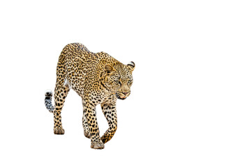 Naklejka premium Leopard walking front view isolated in white background in Greater Kruger National park, South Africa ; Specie Panthera pardus family of Felidae