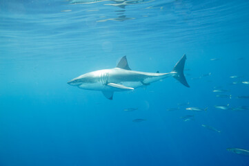 Great White Shark in the Pacific Ocean © willtu