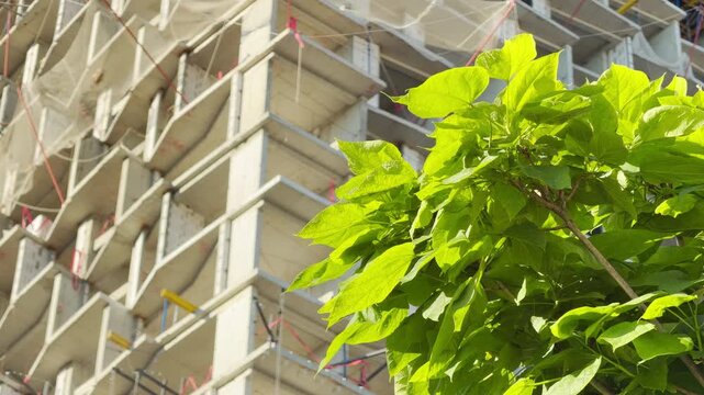Bright green tree leaves glow beautifully under the sun in Simferopol, Crimea. A massive concrete building under construction stands behind them, creating a very hopeful and inspiring feeling.