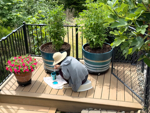 Woman painting wood barrel pots with tomato plants on home synthetic deck patio during early summer time in home garden