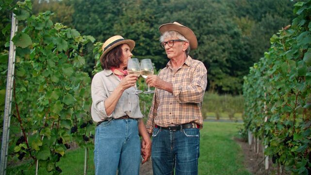 Senior Caucasian couple clinking glasses of white wine in vineyard. Elderly man and woman holding hands during tasting between grape vines. Winery tourism and rural lifestyle. summer outdoors.