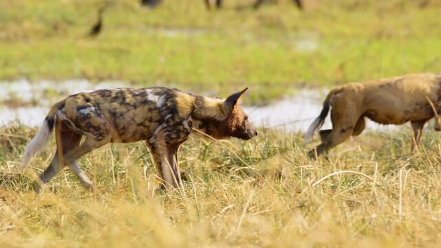 African Wild Dog (Lycaon pictus) runs slowly through the savannah after quenching its thirst, water dripping from its mouth. Blood on its face hints at a recent hunt. 