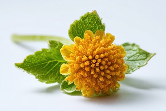 Single Spilanthes bloom on a clean studio backdrop