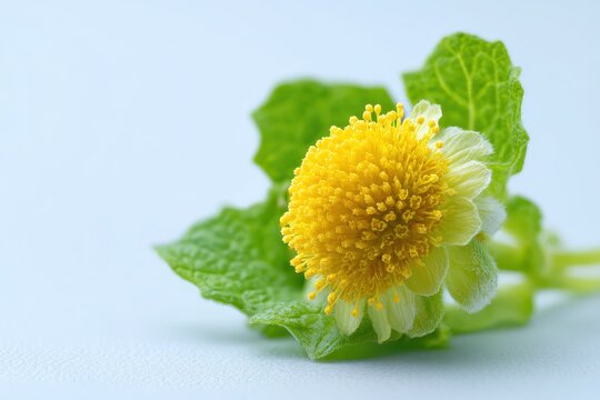 Yellow button-like blossom of a toothache plant against white backdrop