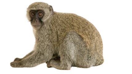 Small vervet monkey with grey fur and dark face, isolated on transparent background © George