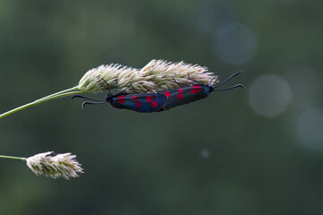 The cycle of life continues. © Melnic