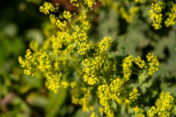 Obraz premium Kräutergarten