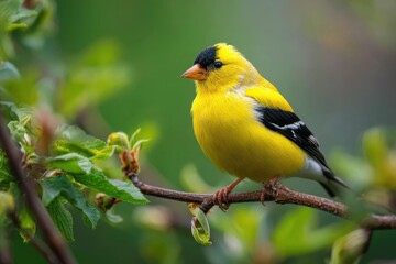 Obraz premium Vibrant yellow male goldfinch on a twig with a soft green background