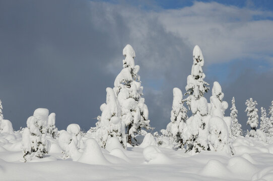 Winterwald