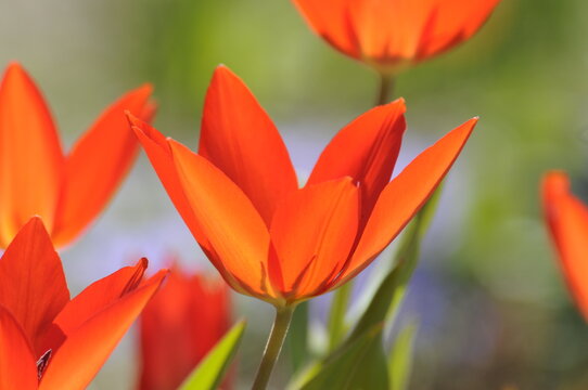 Tulpe