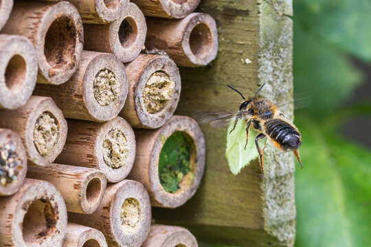 Leaf cutter solitary bee closing nest in wooden bee hotel