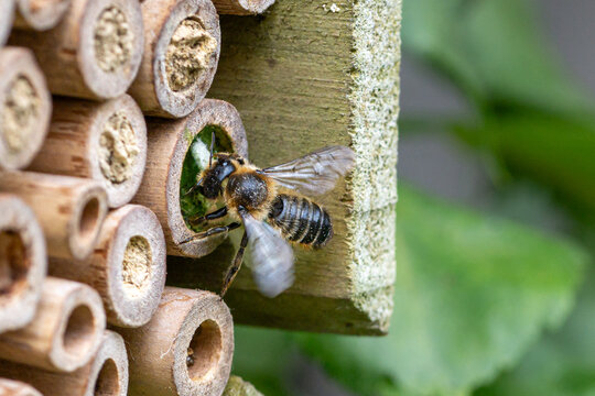 Leaf cutter solitary bee closing nest in wooden bee hotel