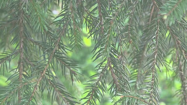 Close-up of pine tree branches swaying in gentle wind on a sunny day