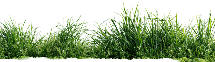 Fototapeta premium Green grass border on transparent background