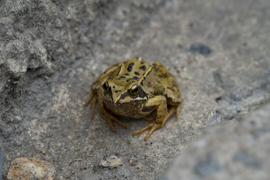 young frog cornwall uk
