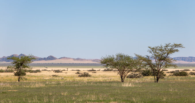 D&eacute;sert du Namibie, parc national du Namib Naukluft en Namibie