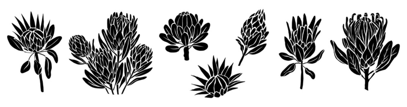 Black ink outlines depict diverse protea flowers. Each bloom shows unique shape and leaf structure. Stems and petals vary in size and form. Ideal for botanical illustrations or nature themes