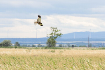 Fototapeta premium Rohrweihe fliegt über Wiesen und Felder