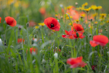 Fototapeta premium Wild Papaver flowers growing among fresh meadow grasses and yellow wildflowers. Scarlet poppies in full bloom create a colorful spring scene with natural background blur.