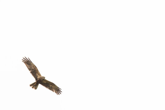 Kaiseradler im Flug