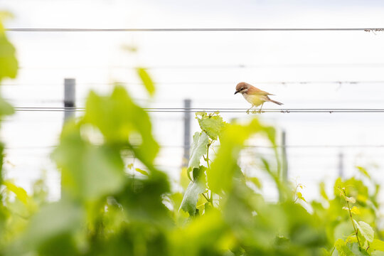 Neunt&ouml;ter Weibchen auf einem Draht im Weingarten