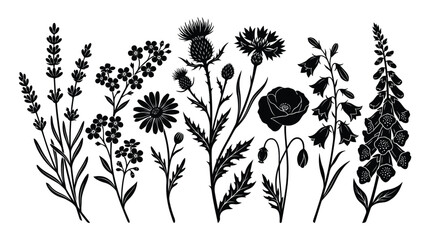 Collection Of Wildflowers And Foliage Black Silhouette © Tanzu