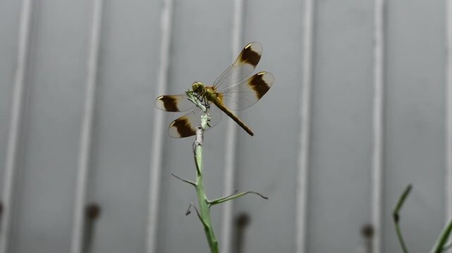 絶滅危惧種　トンボ　ミヤマアカネ　