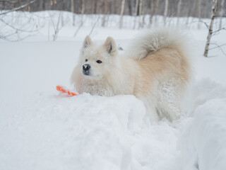 Fototapeta premium A Samoyed dog plays with a puller on a winter walk.