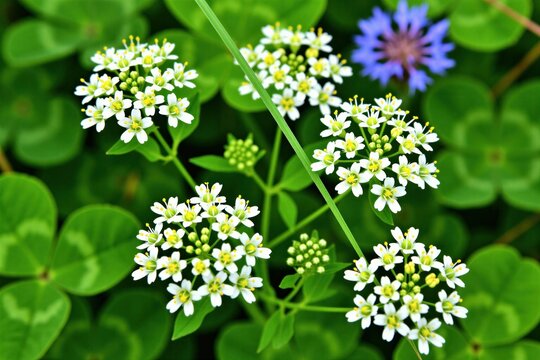Small white flowers bloom in clusters among green clover leaves. A single purple cornflower blossom adds contrast. Tiny green buds also appear on plant stems. Macro view shows intricate detail.
