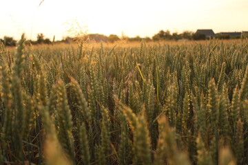 Fototapeta premium Golden wheat ears glowing in the sunset light in a rural field, featuring warm backlighting and a soft bokeh background of a countryside village.