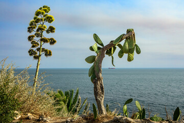 Portuguese sea scape with desert plants overlooking the Atlantic Ocean © A. Brownfield Brown