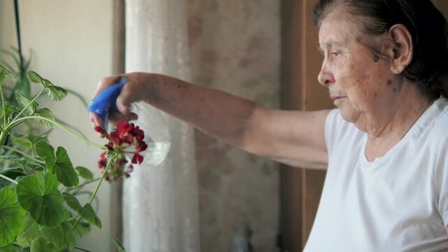 Senior woman in 90 years using spray bottle to water red geranium flowers at home. Caring houseplants is relax hobby that brings tranquility and purpose. Old woman with Parkinson has severe tremors