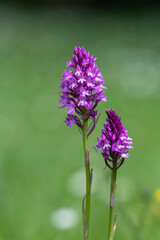 Obraz premium Close up of pyramid orchid (anacamptis pyramidalis) flowers in bloom
