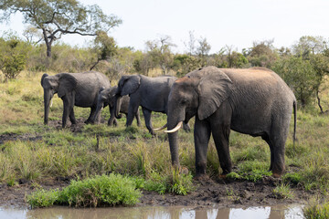 African Elephant Family Unit in Savanna, Sabi Sands © Foundry Photo