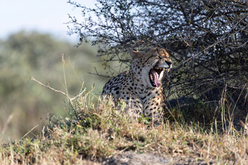 Cheetah Yawning under Bush Shadow, Sabi Sands © Foundry Photo