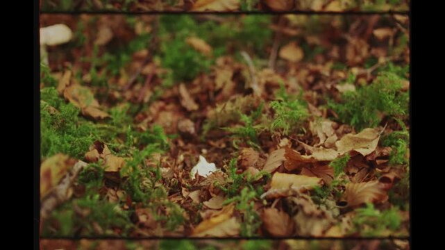 Hand Picking Wild Mushroom with Knife from Moss Foraging Wales 16mm Film
