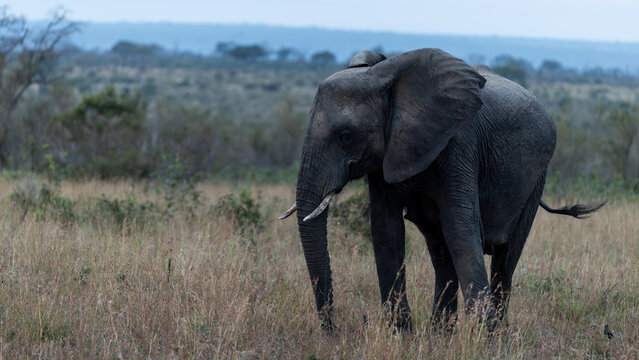 Juvenile African Elephant Profile in Sabi Sands Bushveld